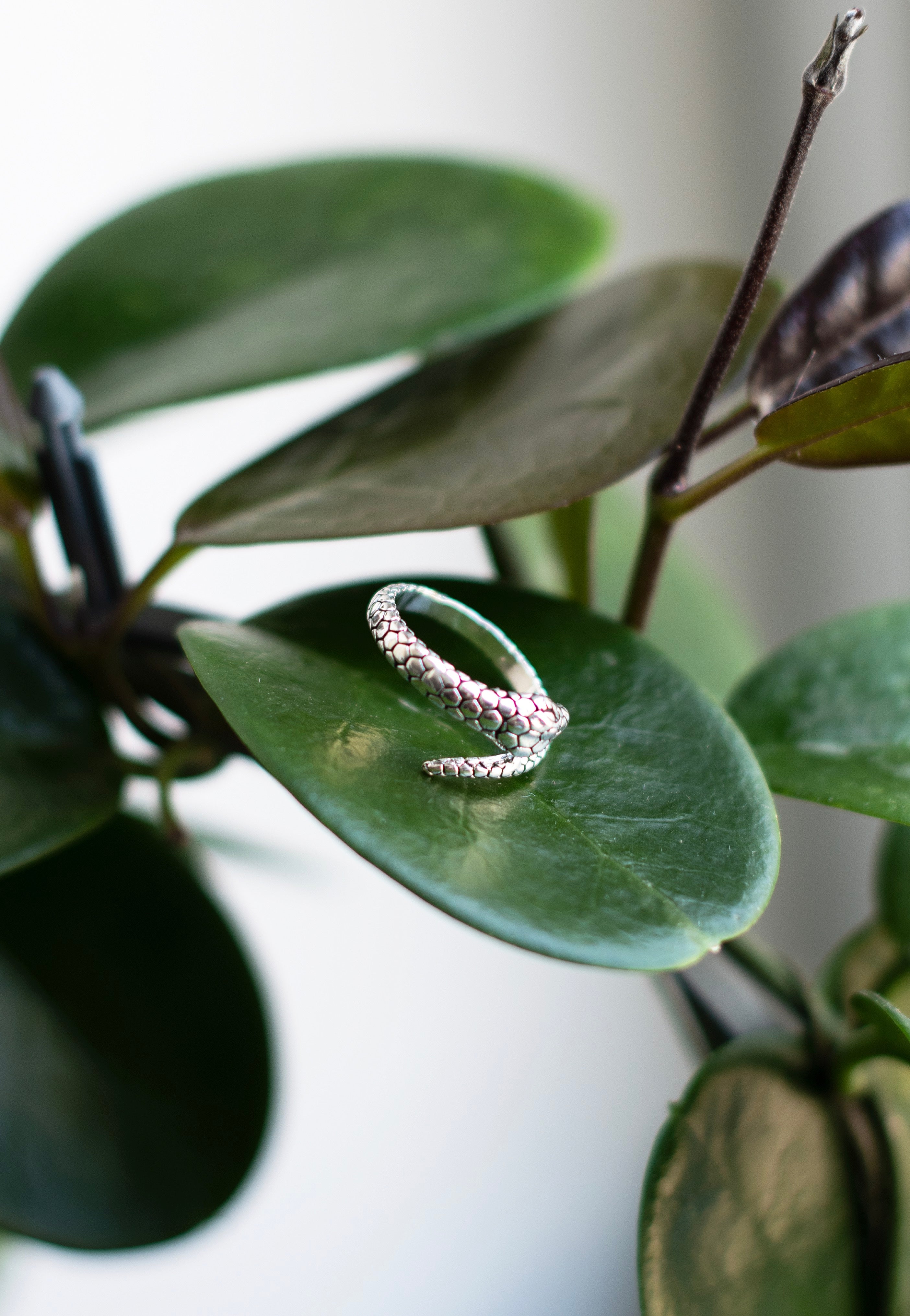 etNox - Snake Silver - Ring | Neutral-Image