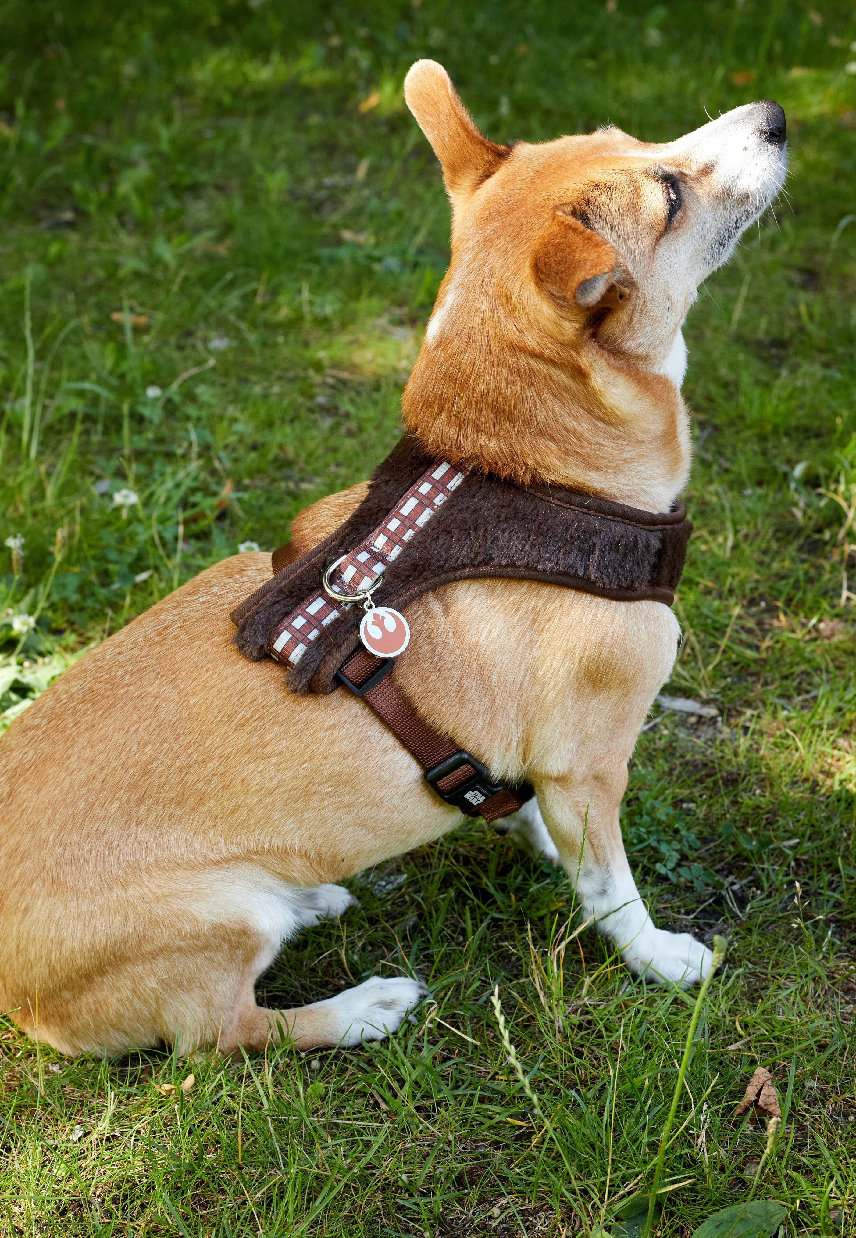 Star Wars - Chewbacca - Dog Harness | Neutral-Image