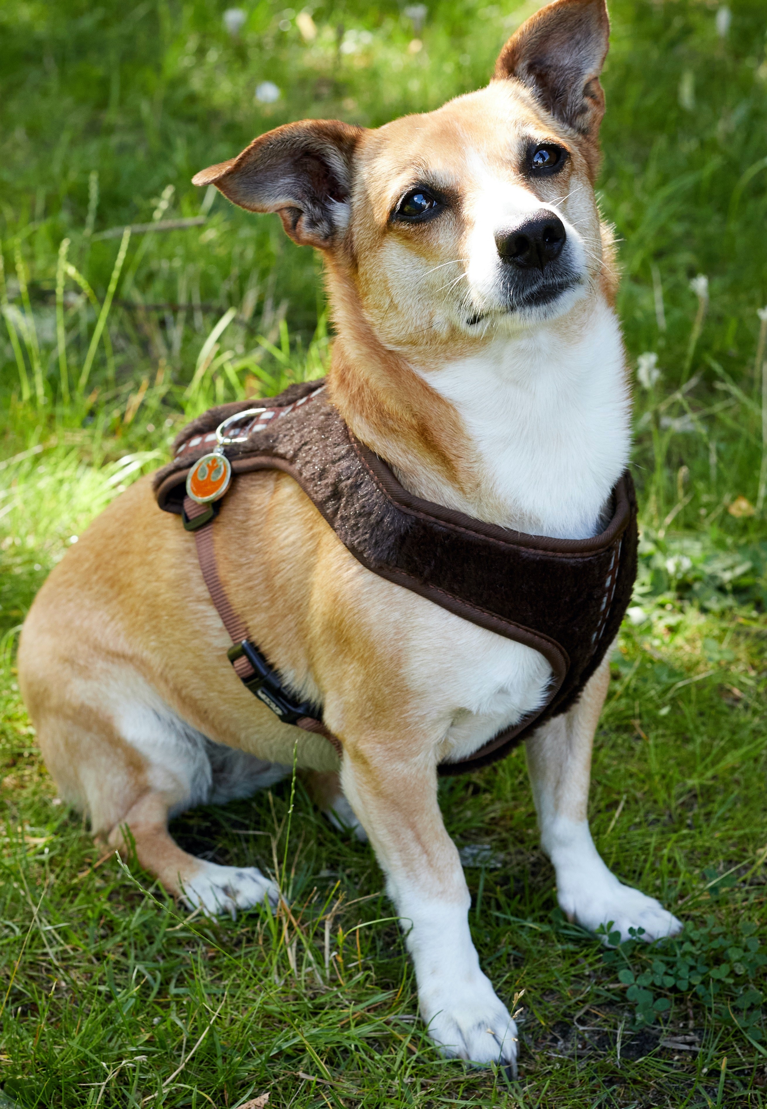 Star Wars - Chewbacca - Dog Harness | Neutral-Image