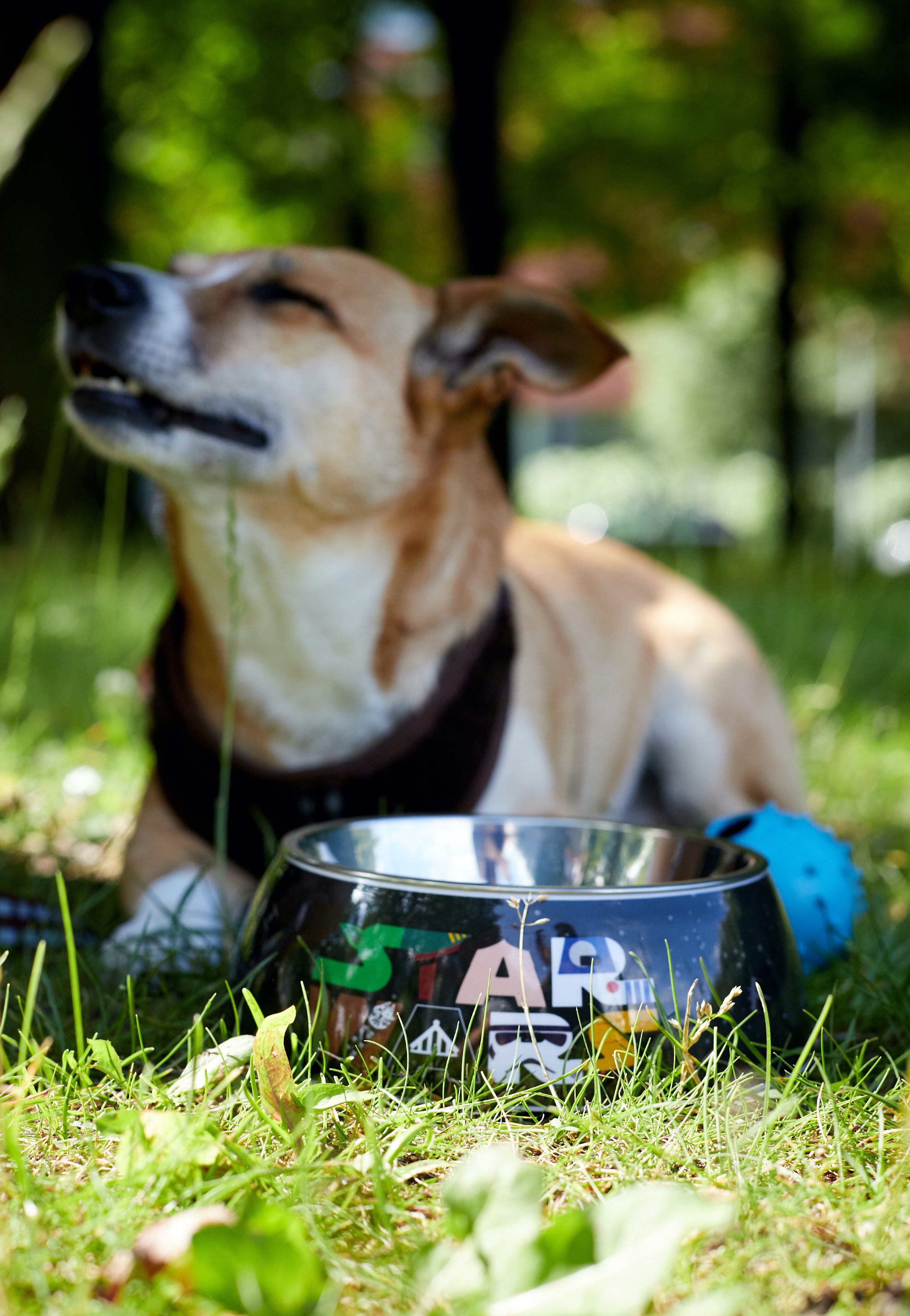 Star Wars - Characters - Dog Bowl | Neutral-Image