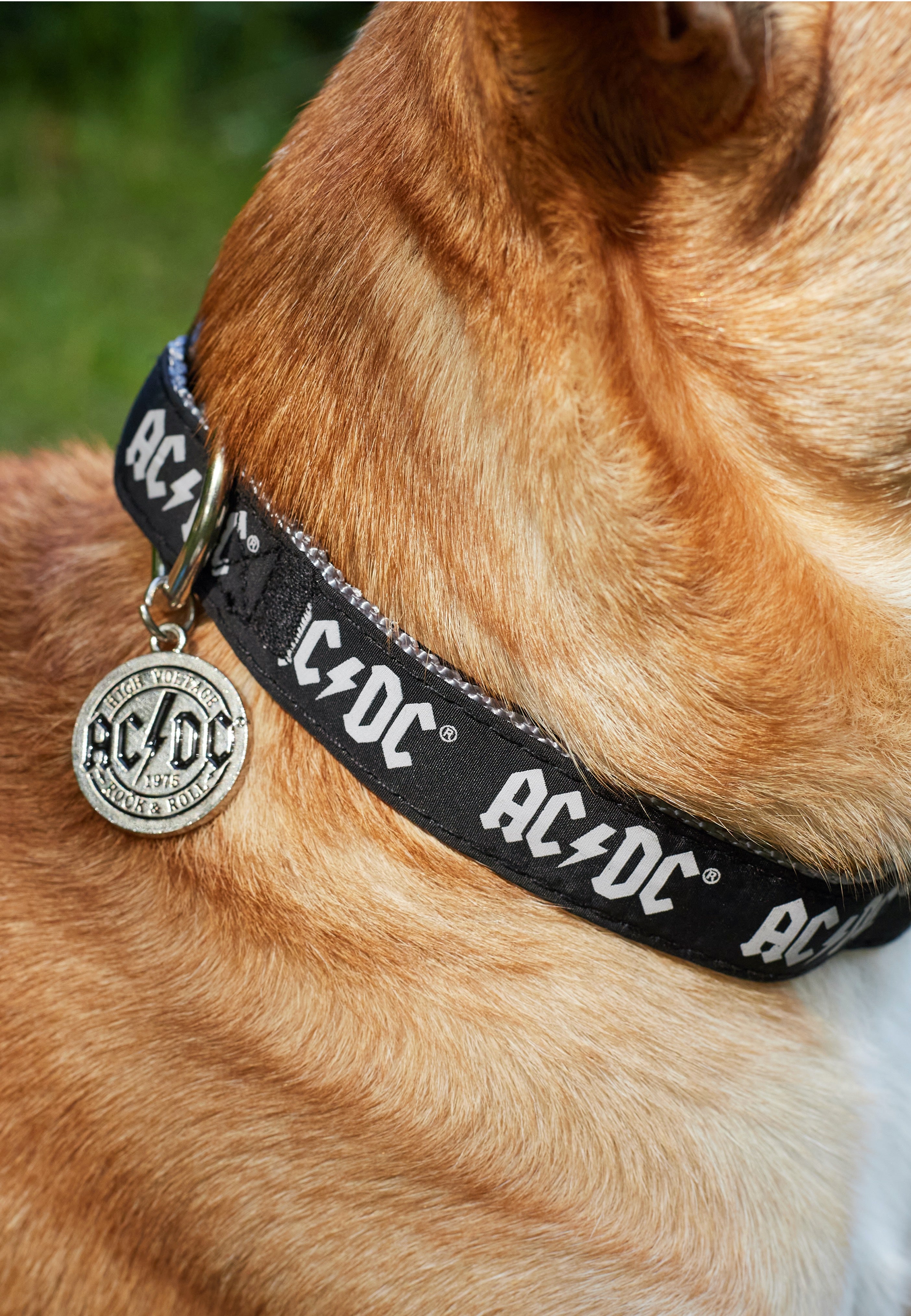 AC/DC - AC/DC - Dog Collar | Neutral-Image