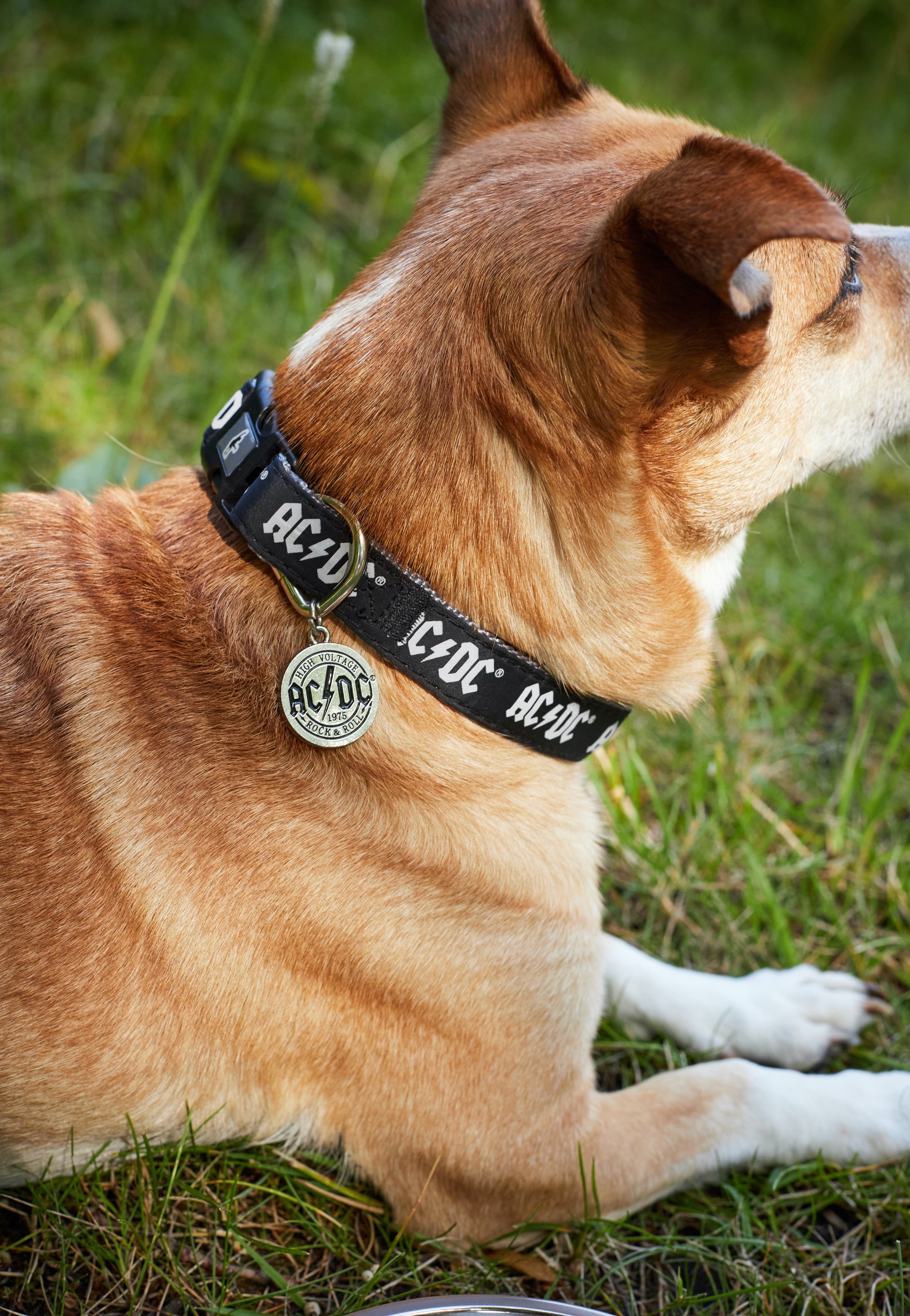 AC/DC - AC/DC - Dog Collar | Neutral-Image