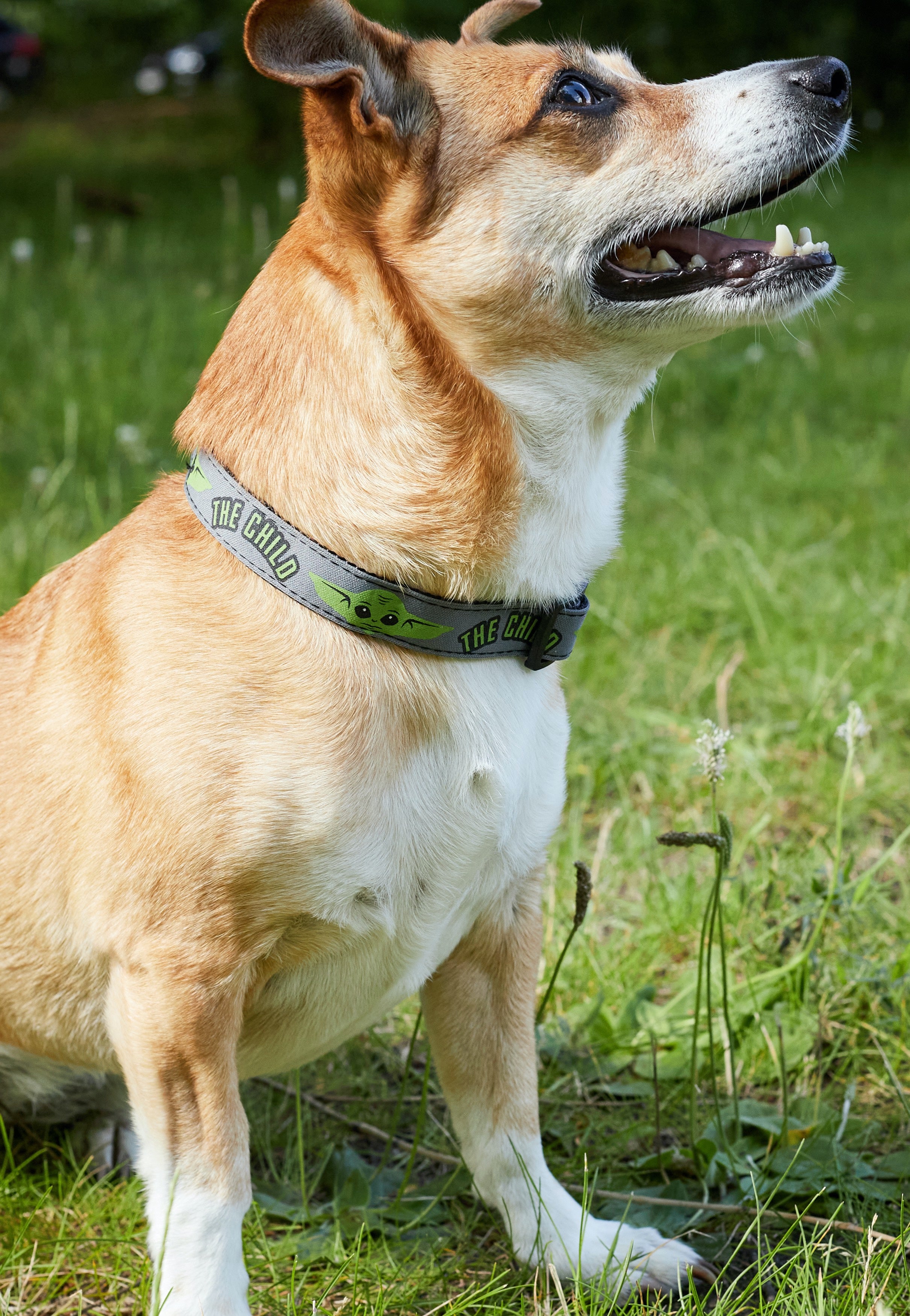 The Mandalorian - The Child - Dog Collar | Neutral-Image