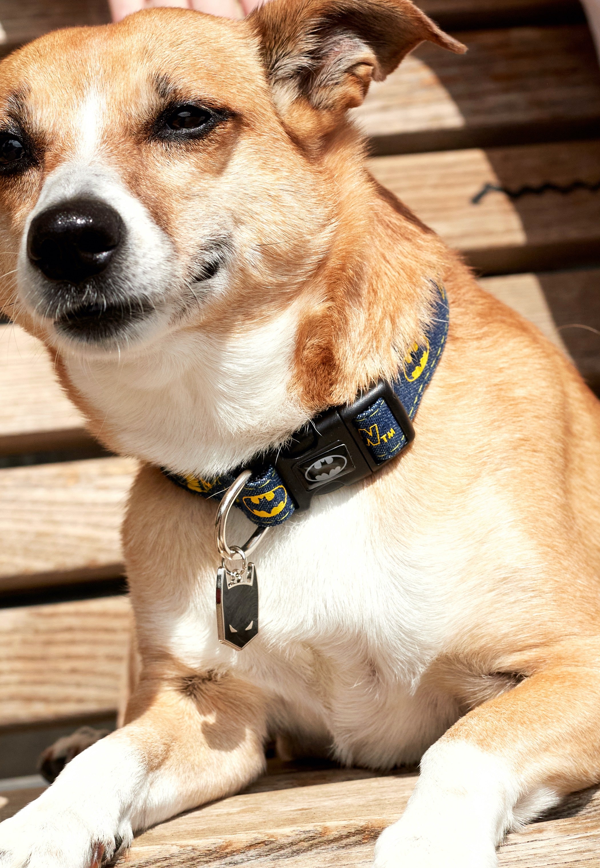 Batman - Batman - Dog Collar | Neutral-Image